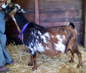 Starburst Doe Nigerian Dwarf Goat