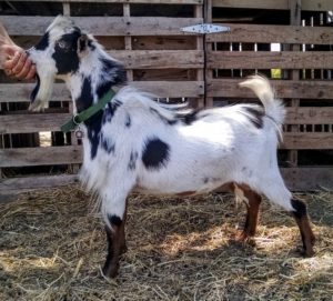Henry Buck Blue eyes Elite Sire Nigerian dwarf goat