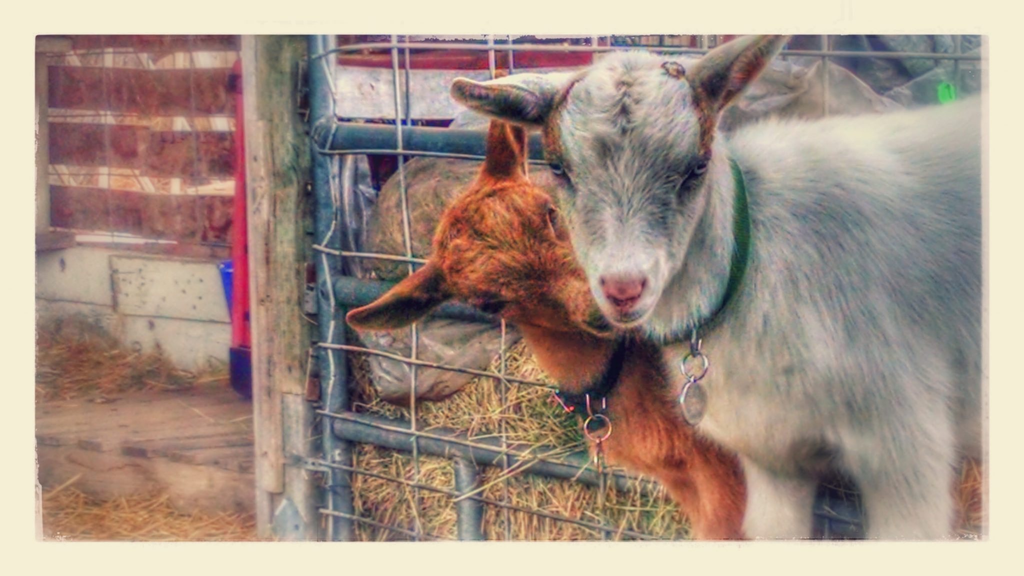 Got Goats...