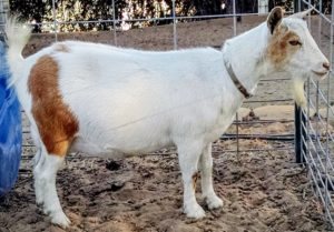 Latte Polled Nigerian Dwarf Goat Doe