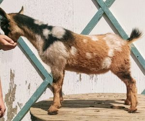 Nigerian dwarf goat doe moonspots blue eyes polled
