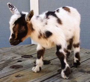 J6 Buckling Polled White with Brown markings Nigerian Dwarf Goat