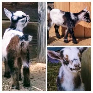 J7 Doeling Blue eyes, Nigerian Dwarf Goat