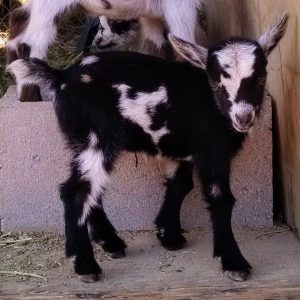 J8 Doeling Doe Moonspots Black with white Nigerian Dwarf Goat