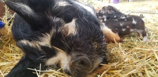 KuneKune Sow