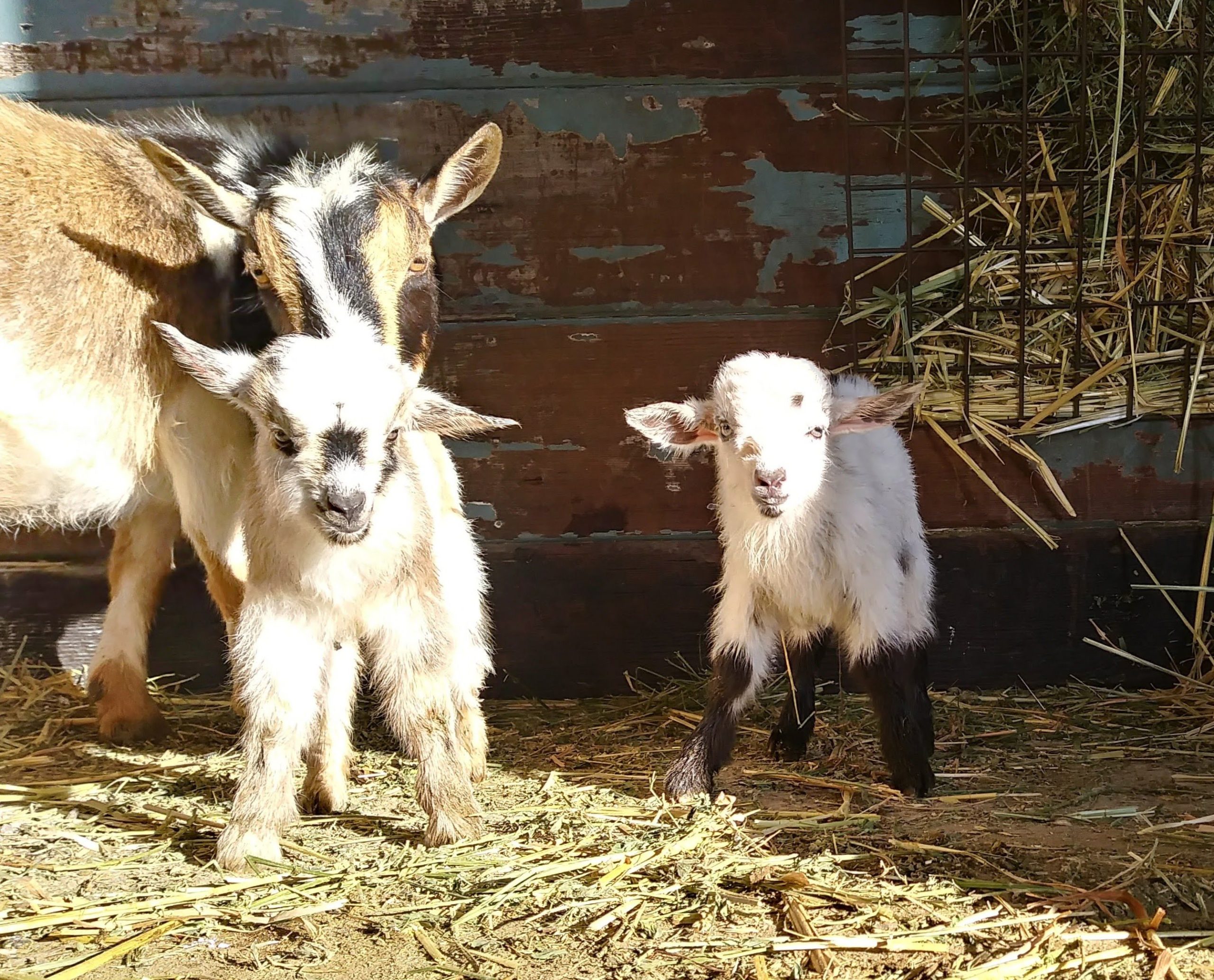 Meme & Doelings 2019