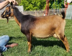 Mocha profile - nigerian dwarf goat