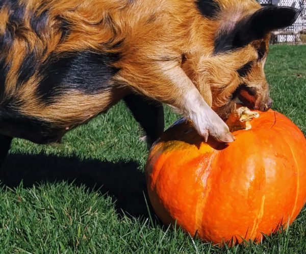 Winston our KuneKune boar enjoying a pumpkin