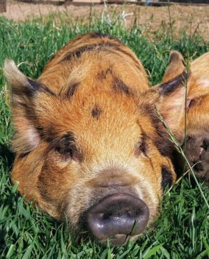Kune Kune Pigs eat grass