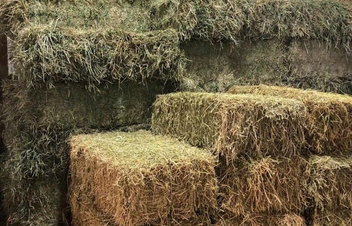 types of hay - forage and alfalfa