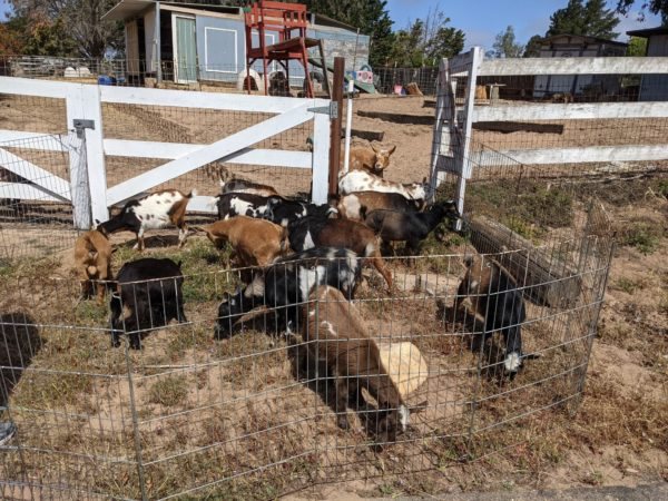 Goats at work eating the weeds