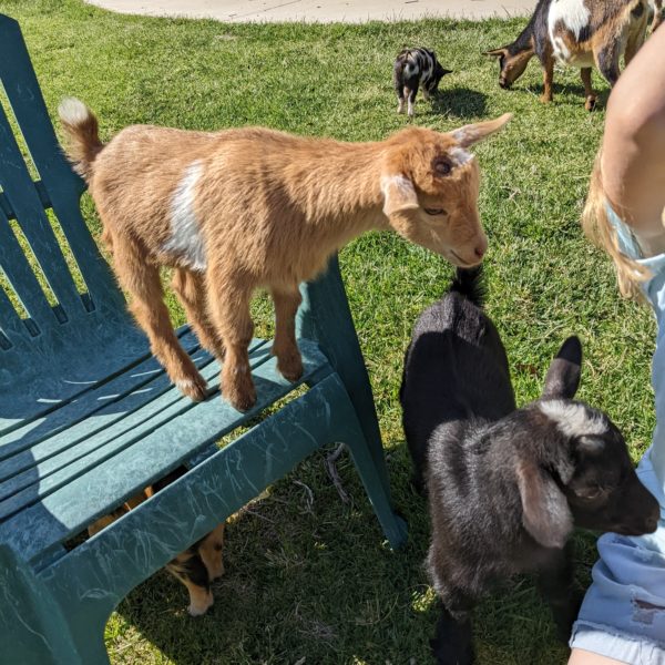P16 - Wether for sale $75 pet PXL 20220507 234148631