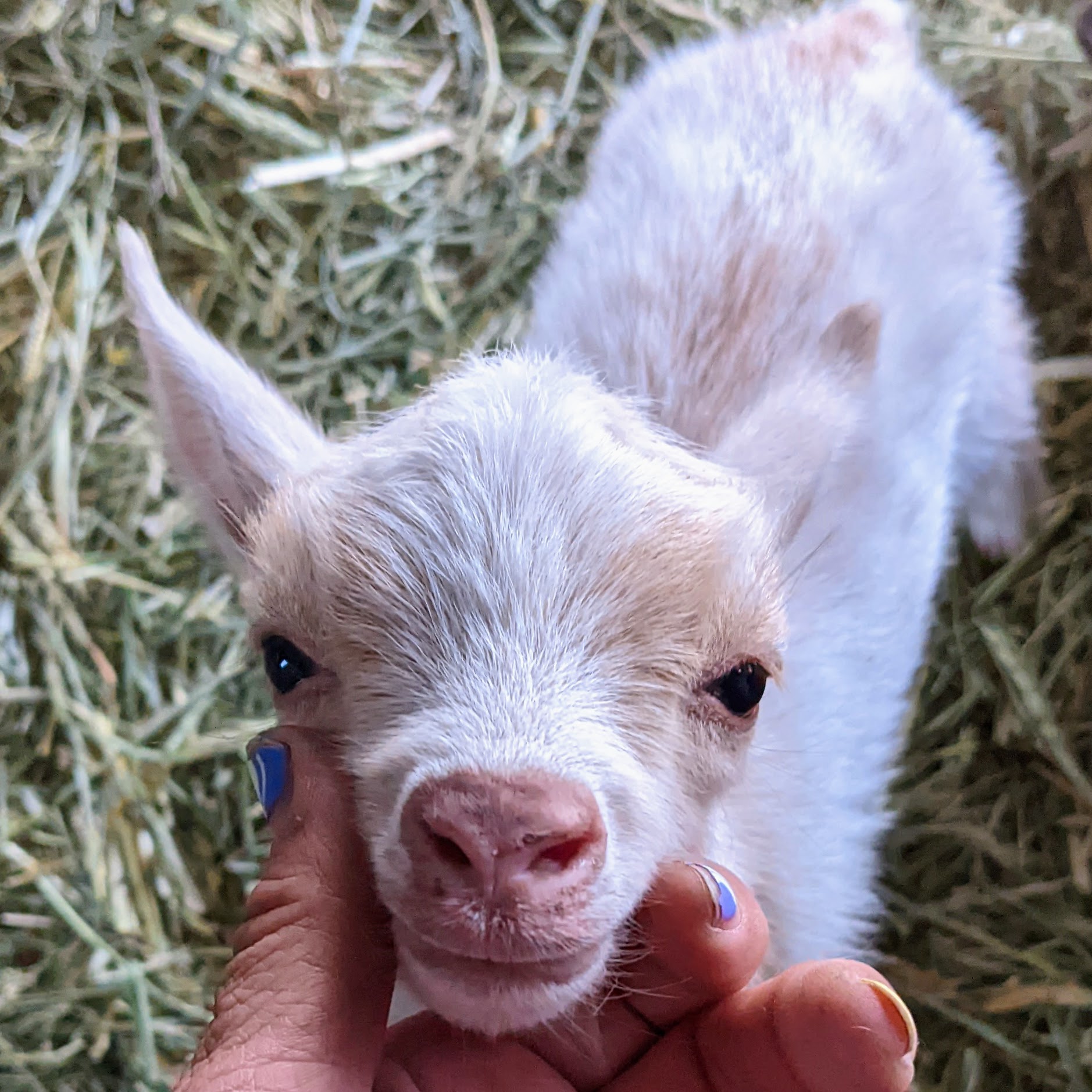 cute cream puff baby goat