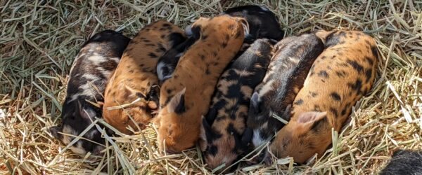 Kune Kune Piglets napping