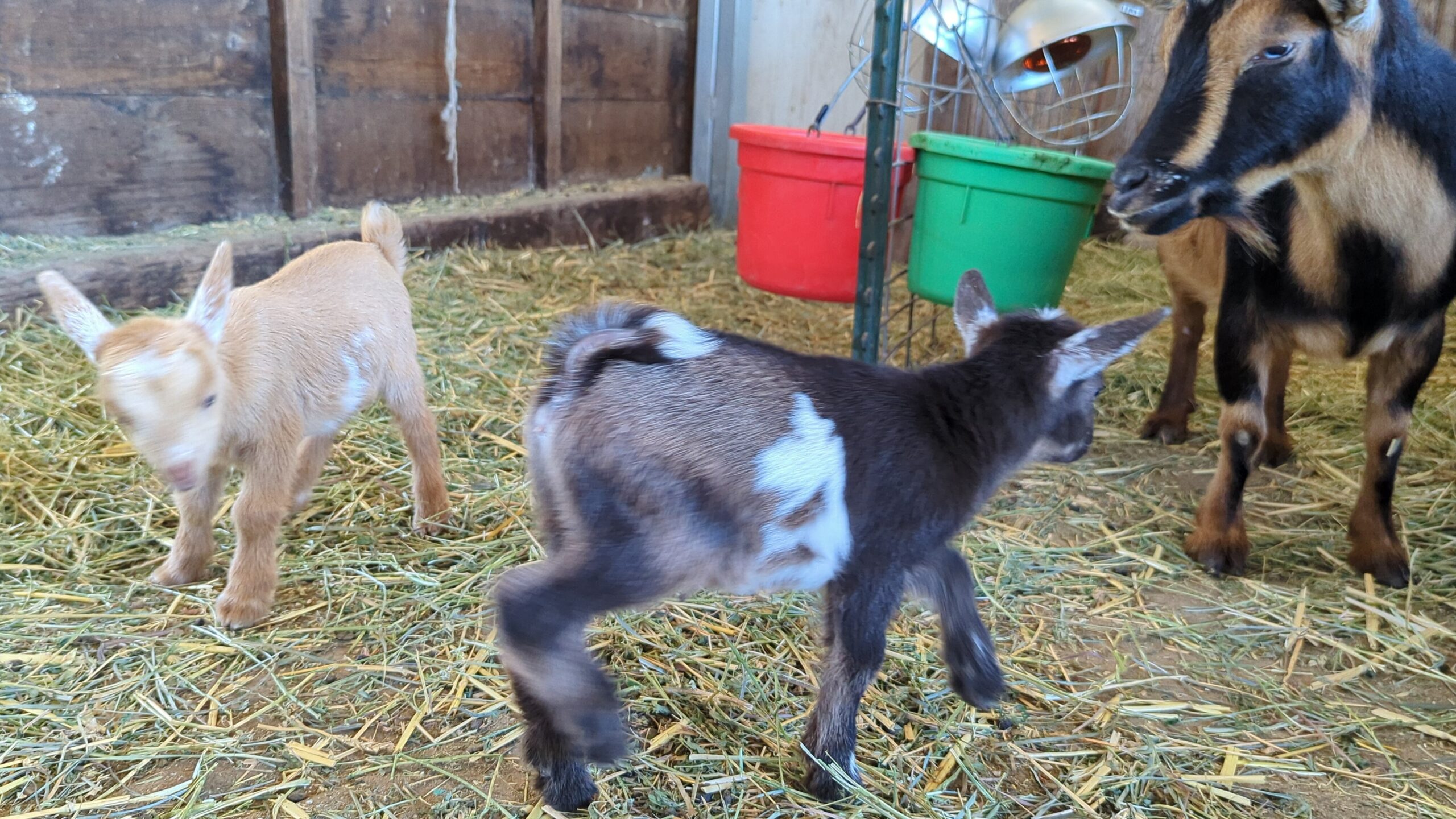Nigerian Dwarf Goat Doeling Tri-colored and polled