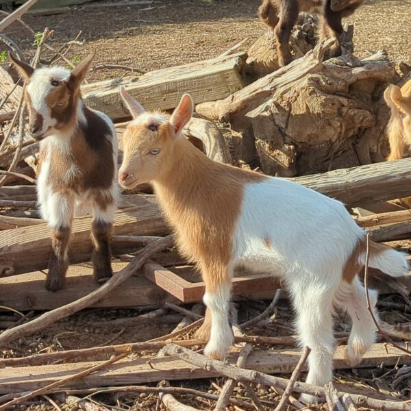 Nigerian Dwarf Goat R2 1