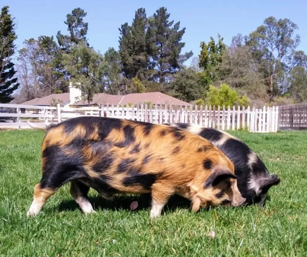 KuneKune pigs grazing in pasture at Diamond E Ranch.